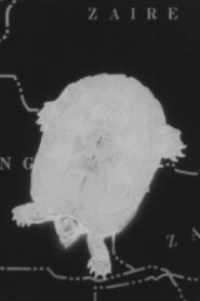Turtle Dreams 1987 on netflix