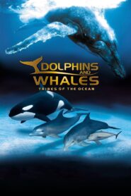 IMAX Dolphins and Whales: Tribes of the Ocean 2008 on netflix