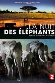 La Nuit des éléphants 2014 on netflix