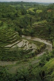 The Three Worlds of Bali 1981 on netflix