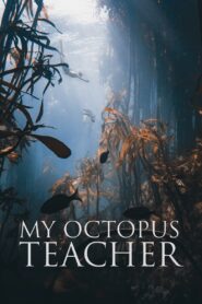 My Octopus Teacher 2020 on netflix