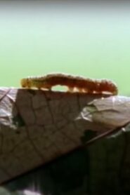 Sound of Steps 1995 on netflix
