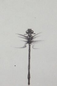 Dragonfly 1988 on netflix