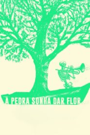 A Pedra Sonha Dar Flor 2024 on netflix