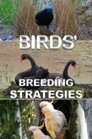 Birds’ Breeding Strategies 2022 on netflix