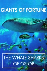 Giants of Fortune: The Whale Sharks of Oslob 2014 on netflix