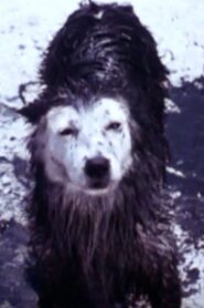 Harry the Dirty Dog 1987 on netflix