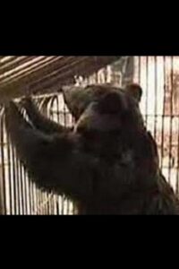 Why Does Kolkhoz Need Bears? 1984 on netflix
