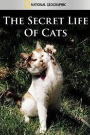 The Secret Life of Cats 2013 on netflix