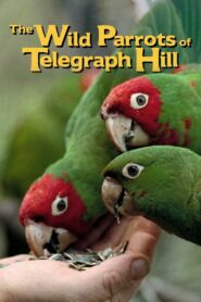 The Wild Parrots of Telegraph Hill 2003 on netflix