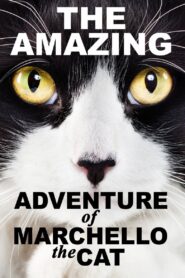 A Cat’s Tale 2008 on netflix
