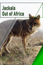Jackals – Out of Africa 2007 on netflix