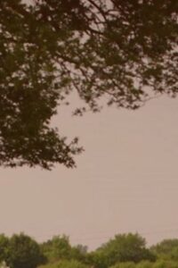What’s Killing Our Bees? 2013 on netflix