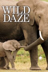 Wild Daze 2020 on netflix