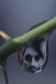Rites of Spring 1982 on netflix
