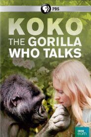 Koko: The Gorilla Who Talks to People 2016 on netflix