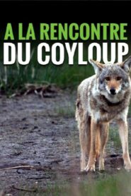 A la rencontre du coyloup 2013 on netflix