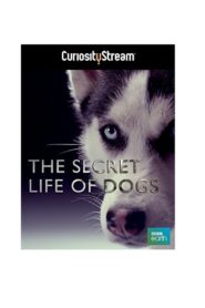The Secret Life of Dogs 2013 on netflix