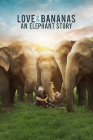 Love & Bananas: An Elephant Story 2018 on netflix
