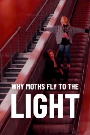 Why Moths Fly to the Light? 2020 on netflix
