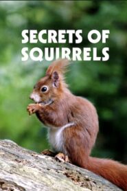Secrets of Squirrels 2018 on netflix