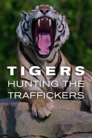 Tigers: Hunting the Traffickers 2020 on netflix