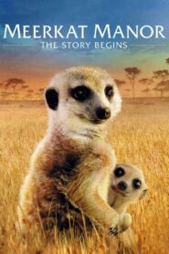 Meerkat Manor: The Story Begins 2008 on netflix