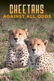 Cheetahs Against All Odds 2009 on netflix