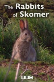 The Rabbits of Skomer 2006 on netflix