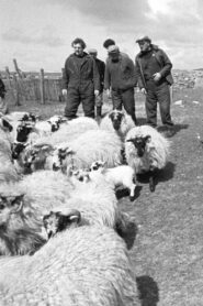 The Shepherds of Berneray 1981 on netflix