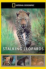 Stalking Leopards 2002 on netflix