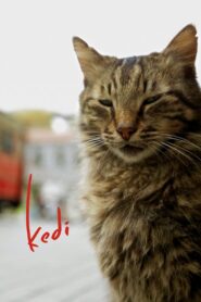 Kedi 2017 on netflix