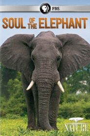Soul of the Elephant 2015 on netflix