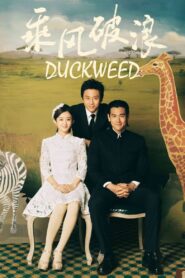 Duckweed 2017 on netflix