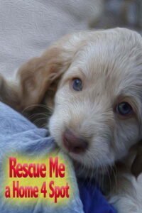 Rescue Me: A Home 4 Spot 2019 on netflix