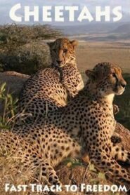 Cheetahs: Fast Track to Freedom 2004 on netflix