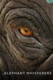 The Elephant Whisperers 2022 on netflix