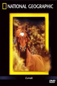 The Noble Horse 1999 on netflix