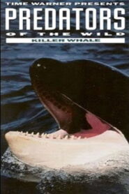 Predators of the Wild: Killer Whale 1992 on netflix