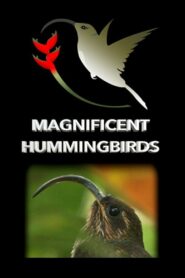 Magnificent Hummingbirds 2021 on netflix