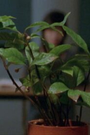 Deep or Quiet 1998 on netflix