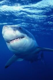 Great White Shark 1995 on netflix