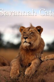 Savannah Cats 1995 on netflix
