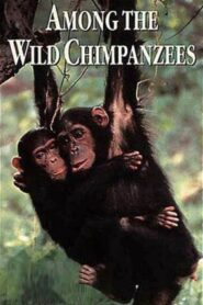 Among the Wild Chimpanzees 1984 on netflix