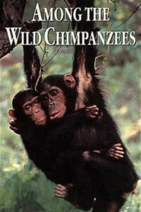 Among the Wild Chimpanzees 1984 on netflix