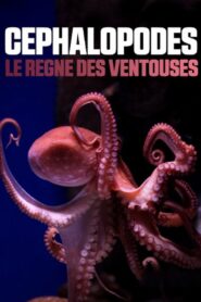 Cephalopods: The Reign of Suckers 2020 on netflix