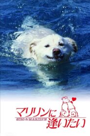 Shiro and Marilyn 1988 on netflix