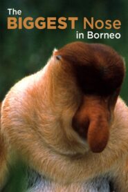The Biggest Nose in Borneo 2003 on netflix