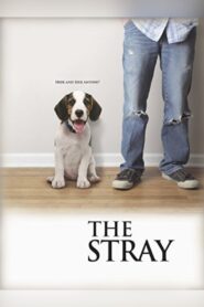 The Stray 2012 on netflix