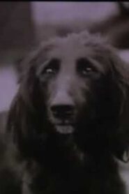 The Dog Was Running 1990 on netflix